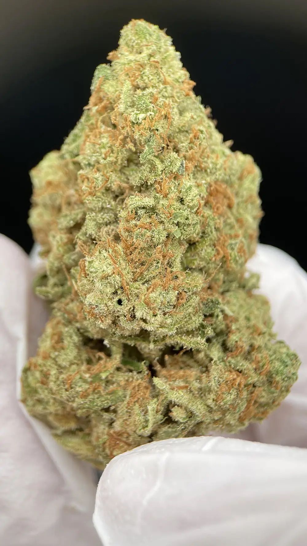 AMNESIA HAZE by EVOCANNA - Imagen 5