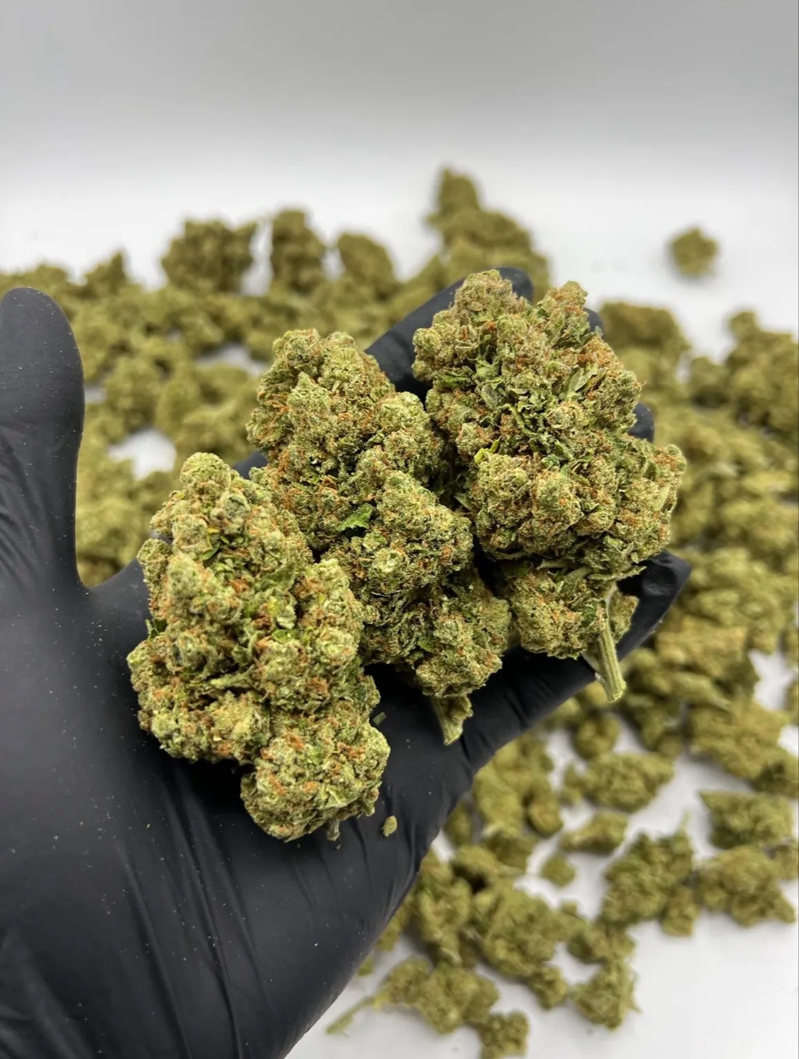 AMNESIA HAZE by EVOCANNA - Imagen 2