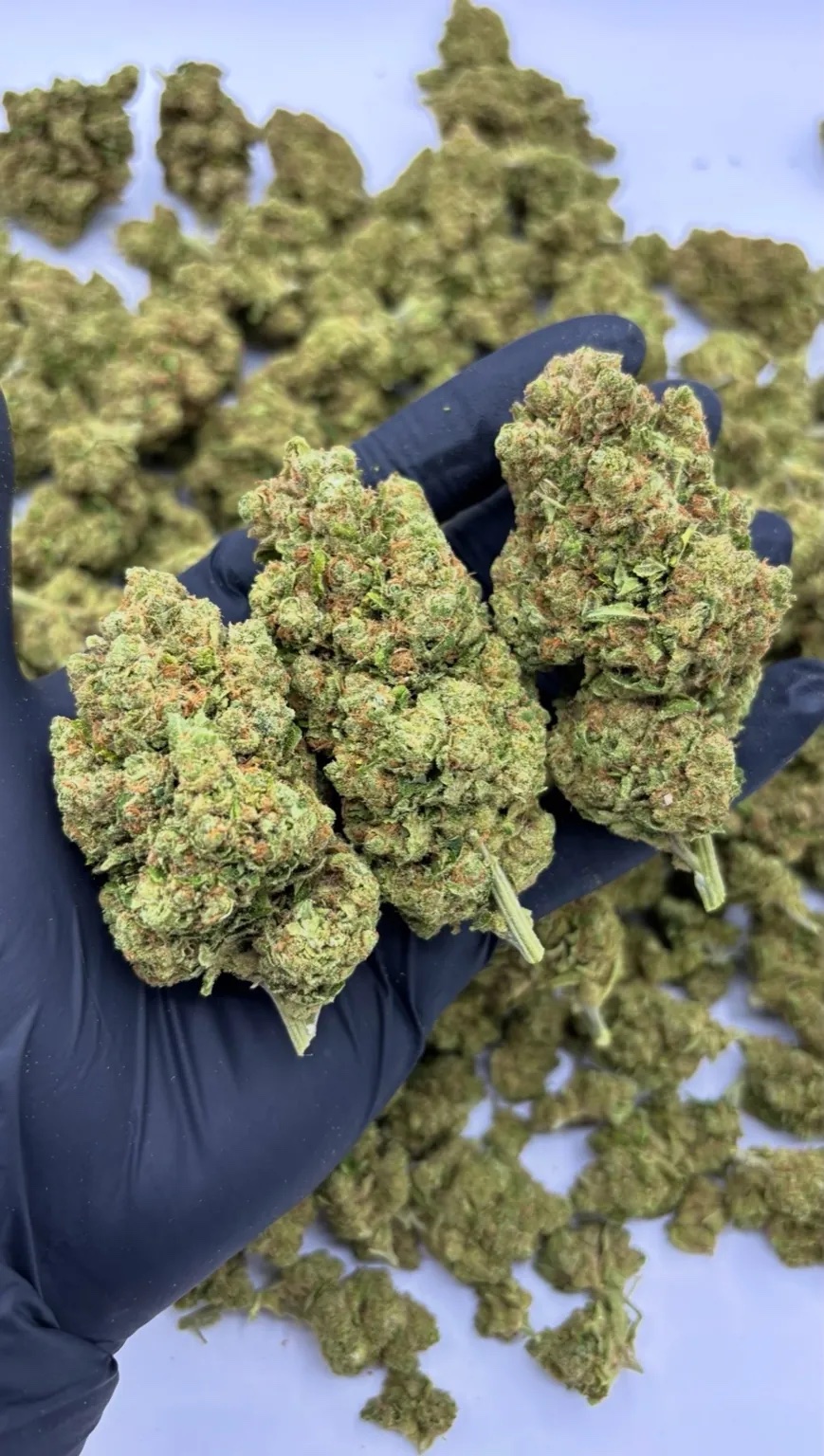 AMNESIA HAZE by EVOCANNA - Imagen 3