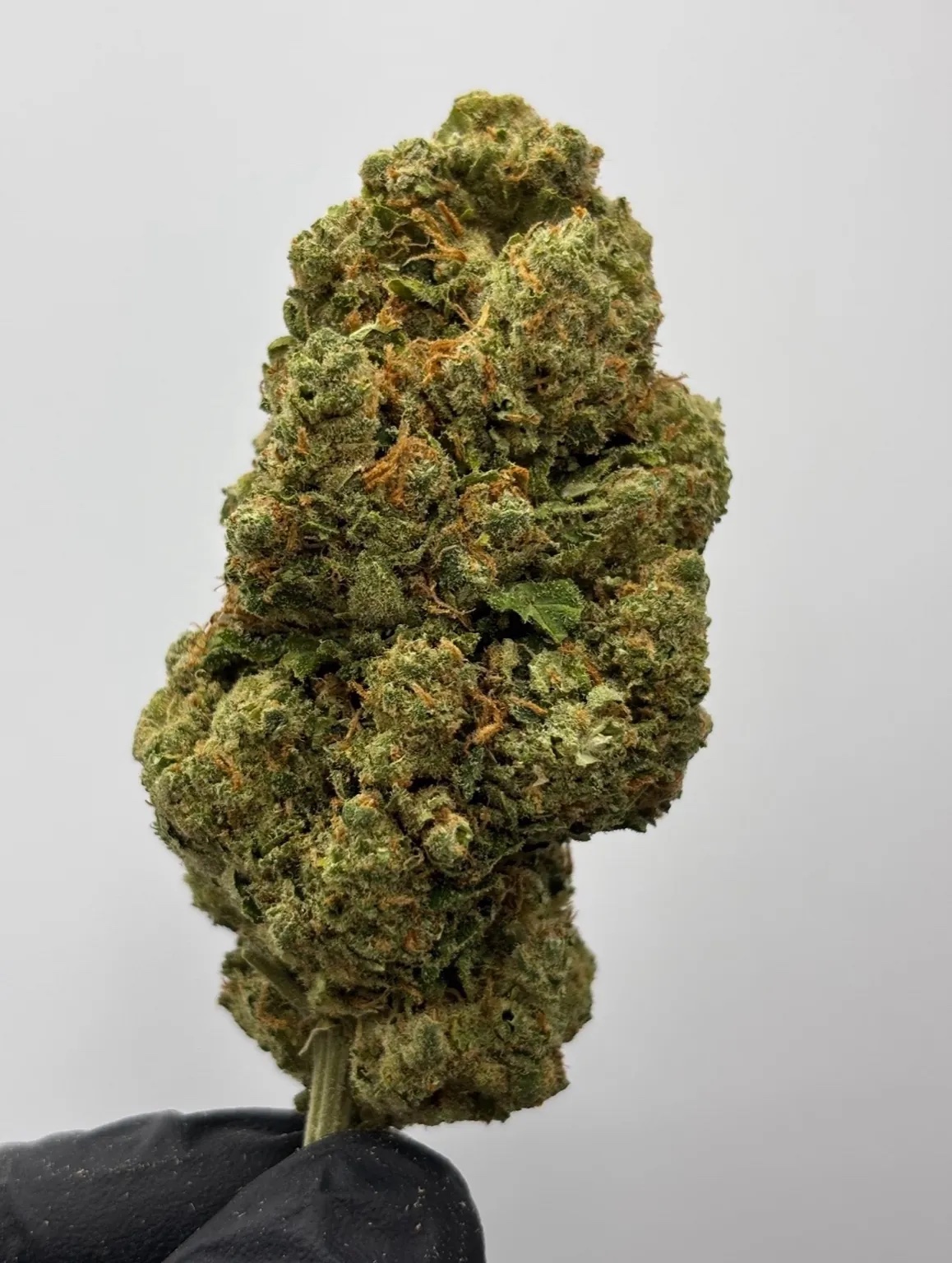 AMNESIA HAZE by EVOCANNA - Imagen 4