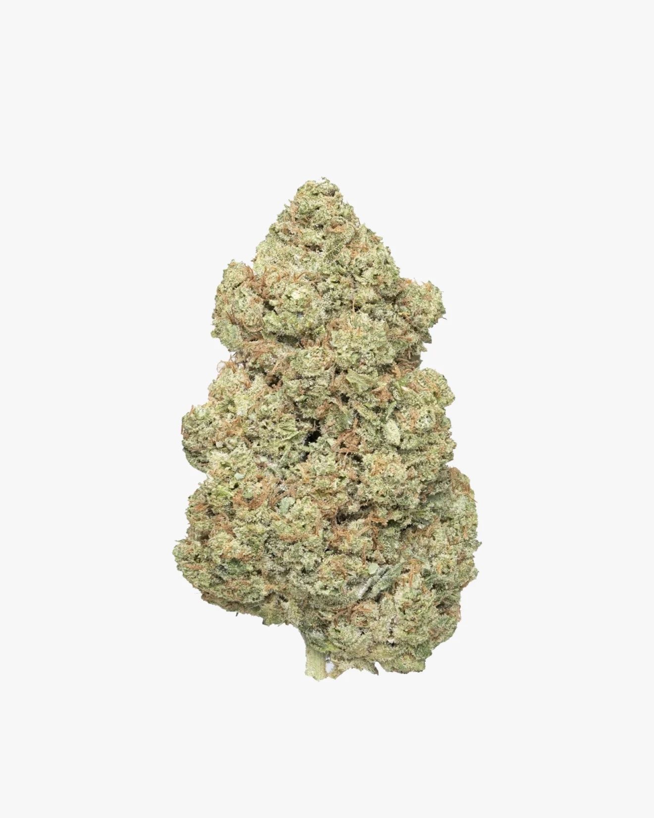 WHITE WIDOW by EVOCANNA - Imagen 4
