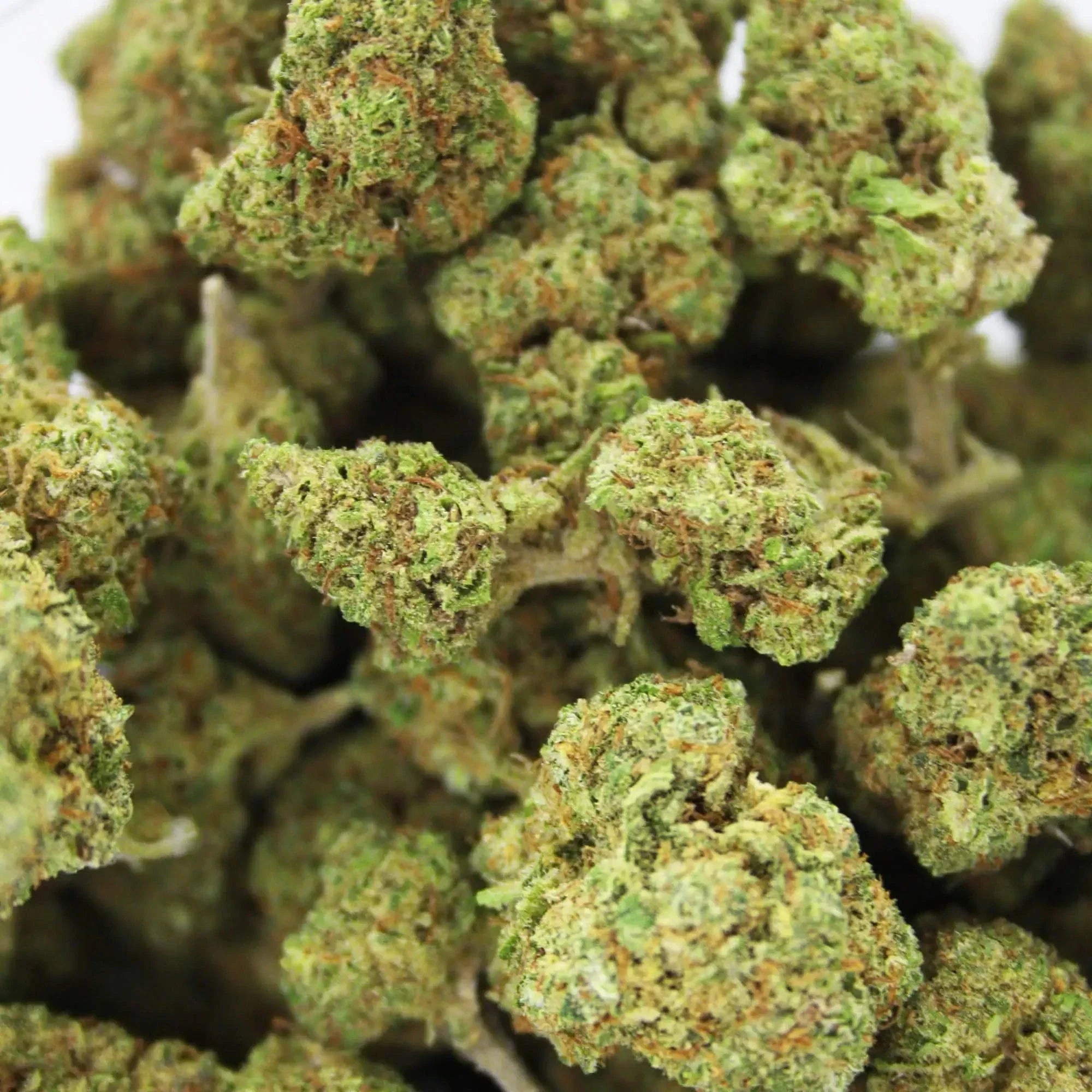 WHITE WIDOW by EVOCANNA - Imagen 2