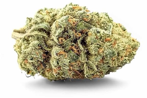 WHITE WIDOW by EVOCANNA
