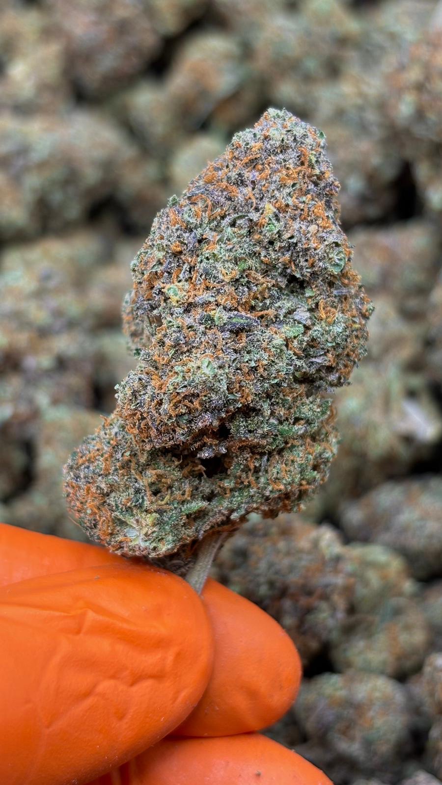 BLUE DREAM by EVOCANNA