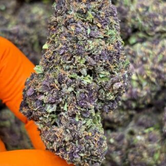 LIME PURPLE