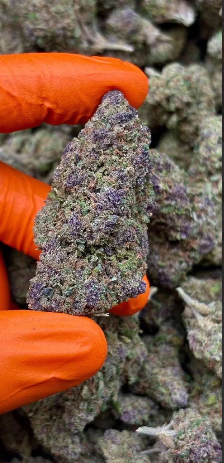 BRUCE BANNER by EVOCANNA